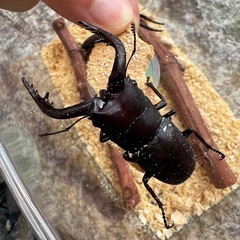 三重県産ノコギリクワガタ♂２頭飼育セットの画像