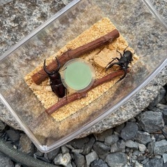 三重県産ノコギリクワガタ♂２頭飼育セットの画像