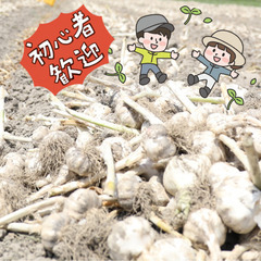 ＼日払い・1日OK！／にんにくの収穫＆不随する作業