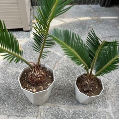 鉢付き　ソテツ　2株の画像