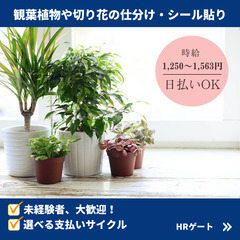 7/13(日)夜勤募集◆切り花の仕分け作業（平和島）