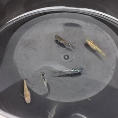 ラメめだかMix幼魚10匹の画像