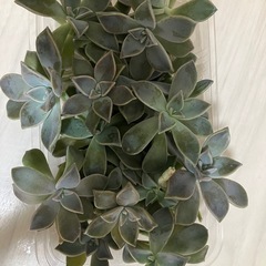 多肉植物🪴の画像