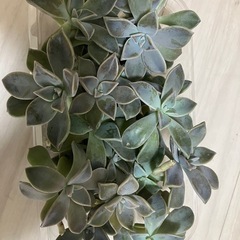 多肉植物🪴の画像