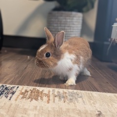 うさぎオス　2匹一緒の里親募集