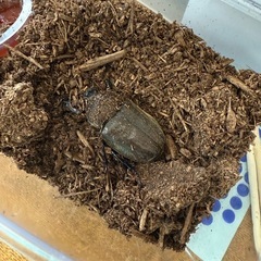カブトムシ の画像