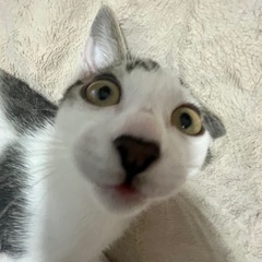 猫 里親募集