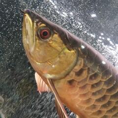 観賞魚の画像