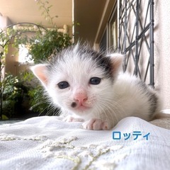 6/17生まれの【 ロッティ ♂ 】５匹きょうだいとママのユキち...