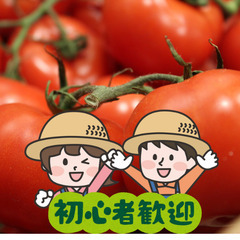 ＼日払い・1日OK！／スキマ時間をフル活用！2時間のトマト収穫作業
