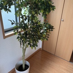 受け渡し者決定:フェイク観葉植物セットの画像
