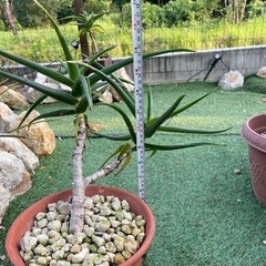 耐寒性アロエ　ストリツアラ①の画像