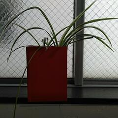 観葉植物　オリヅルランの画像