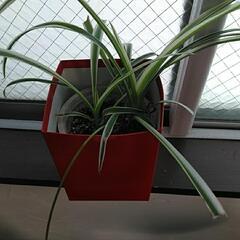 観葉植物　オリヅルランの画像