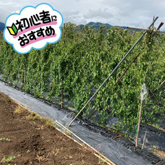 ＼日払い・1日OK！／時間帯選べる♪農作物収穫＆草取り作業