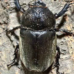 カブトムシ　大型ペア　天然物の画像