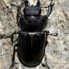 ミヤマクワガタ　大型ペア　天然物の画像