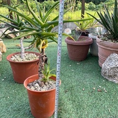 耐寒性アロエ　ストリツアラ②の画像