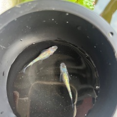 ✨鬼ラメメダカ✨たまご20個🐟子どもの夏休みの宿題にも最適🐟の画像