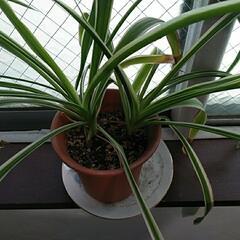 観葉植物の画像