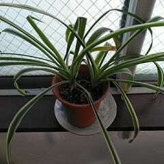 観葉植物の画像