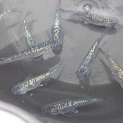 サファイアメダカ幼魚　10匹の画像