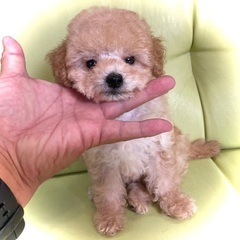 小さくて可愛いタイニープードル✨
