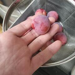 すもも　の樹の画像