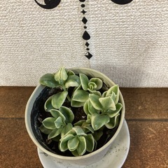 斑入りベビーサンローズの画像