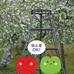 ＼日払い・1日OK！／初めてでも大丈夫！りんごの実すぐり作業