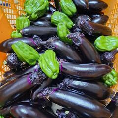 選べる野菜セット1200円分の画像