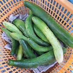選べる野菜セット1200円分の画像