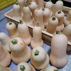 農家オススメ野菜セット1000円分の画像