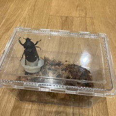 ［お取引中］国産カブトムシ　成虫②の画像