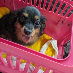 迷子犬を保護しました。飼い主様は至急連絡ください