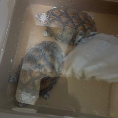 カブトニオイガメ　雄雌ペア
