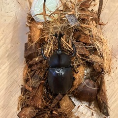 ［お取引中］国産カブトムシ　成虫②の画像