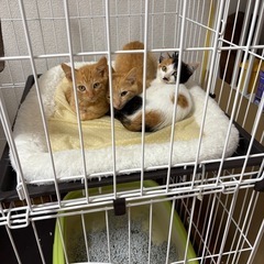 ミケ、ちゃとら3兄弟