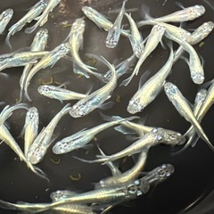 #37-2 松井ヒレ長幹之　若魚　10匹¥500の画像