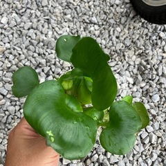 ホテイアオイたくさん！(メダカミックスの卵)の画像