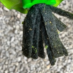 ホテイアオイたくさん！(メダカミックスの卵)の画像