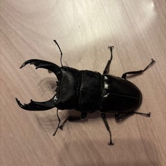 キングテイオウヒラタクワガタ　セットスマトラオオヒラタクワガタ　