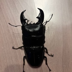 キングテイオウヒラタクワガタ　セットスマトラオオヒラタクワガタ　の画像