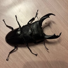 キングテイオウヒラタクワガタ　セットスマトラオオヒラタクワガタ　の画像