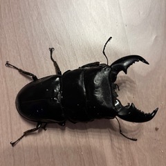 キングテイオウヒラタクワガタ　セットスマトラオオヒラタクワガタ　の画像
