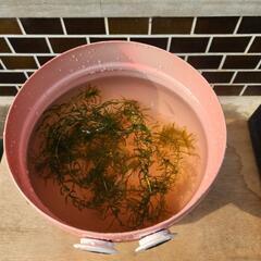 ミニBBQコンロ(ガス容器リメイク)の画像