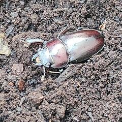 ノコギリクワガタ ペア♂♀の画像