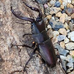 ノコギリクワガタ ペア♂♀