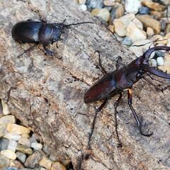 ノコギリクワガタ ペア ♂♀の画像