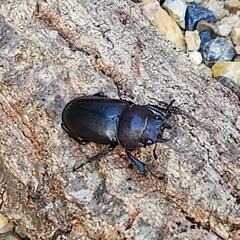 ノコギリクワガタ ペア ♂♀の画像